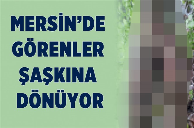 Mersin'de Görenleri Şaşkına Çeviren Ağaç
