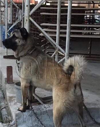 Tarsus'ta Aracın Arkasından Sürüklenen Köpek Çalıntı Çıktı İddiası