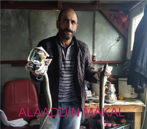 AVCI ALAADDİN MAKAL VEFAT ETTİ